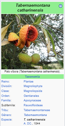 SAPIRANGY (Tabernaemontana catharinensis)